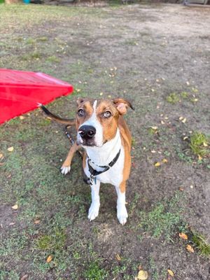 George the goodest boy thumbnail 13