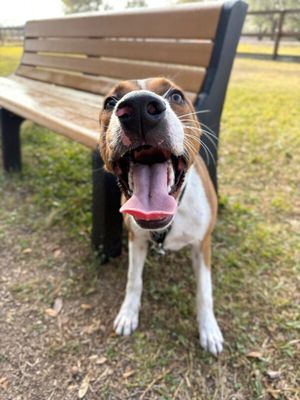 George the goodest boy thumbnail 11