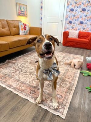 George the goodest boy thumbnail 4