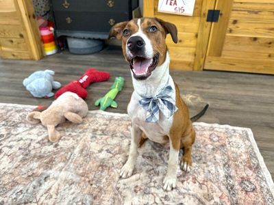 George the goodest boy thumbnail 1
