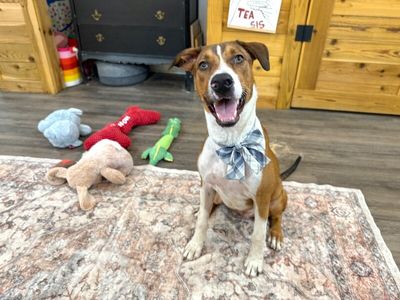 George the goodest boy thumbnail 8