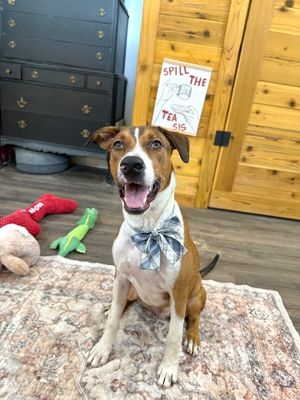 George the goodest boy thumbnail 14