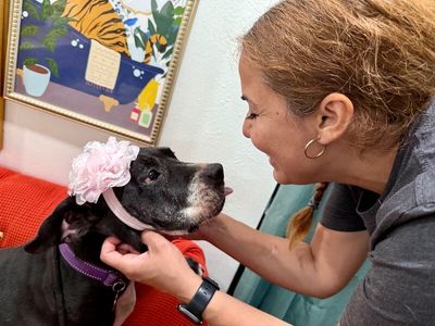 Chloe Francine the snack loving cuddle bug old lady! thumbnail 12