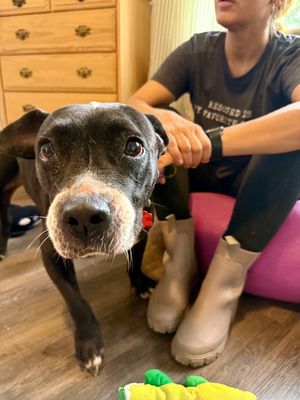 Chloe Francine the snack loving cuddle bug old lady! thumbnail 10