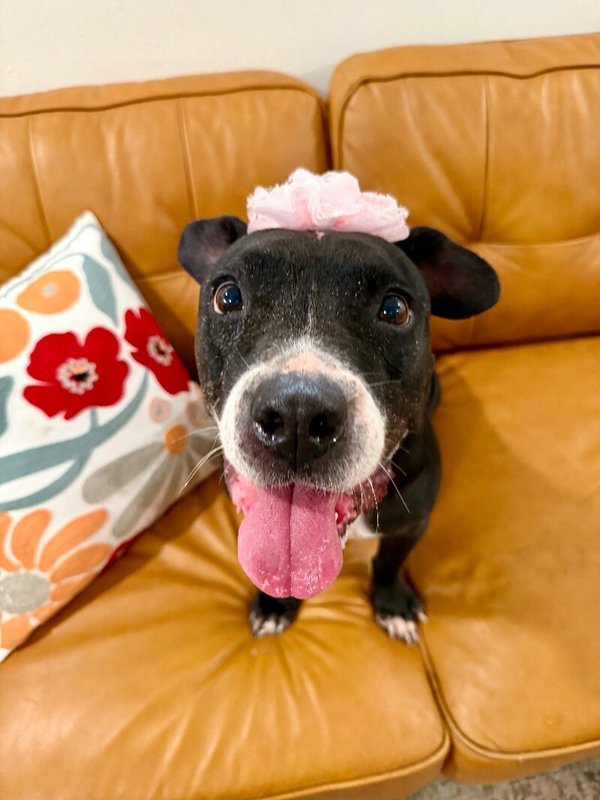 Chloe Francine the snack loving cuddle bug old lady! - Photo 1