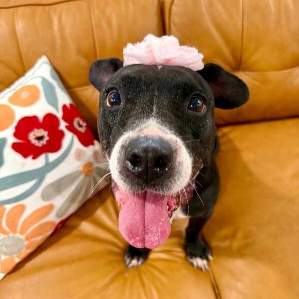 Chloe Francine the snack loving cuddle bug old lady!, a American Pit Bull Terrier dog