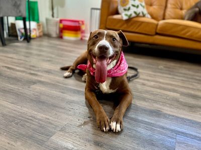 Adamma all love and gentle company thumbnail 12
