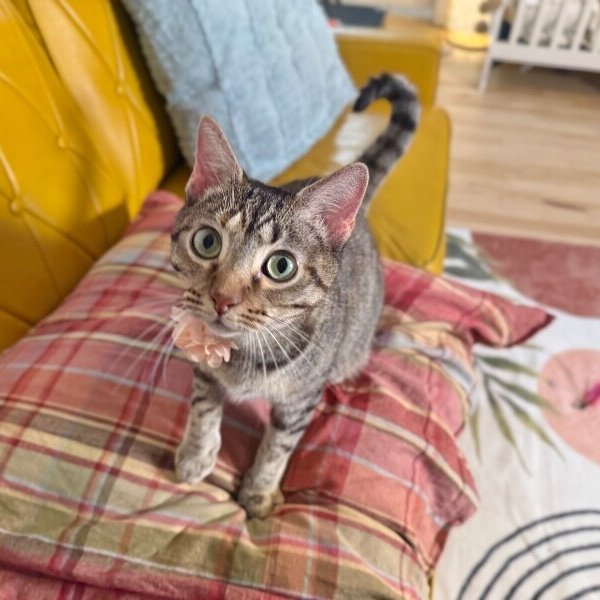 Megan The Sweet, a Domestic Short Hair cat