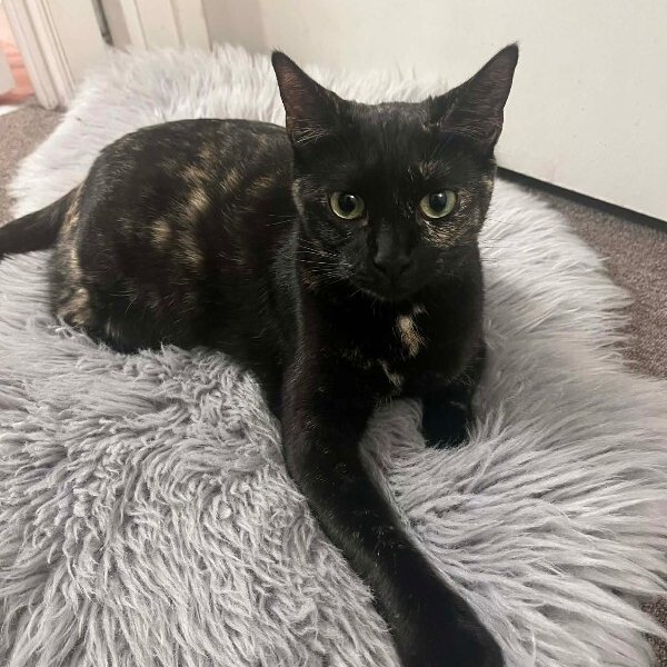 Eloise Leung, a Tortoiseshell cat