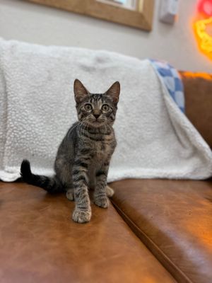 Dolly Purrton thumbnail 14