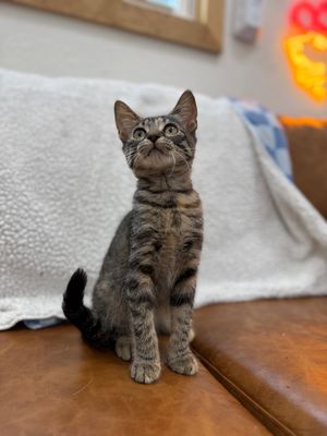 Dolly Purrton thumbnail 8