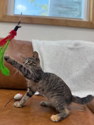 Dolly Purrton thumbnail 9