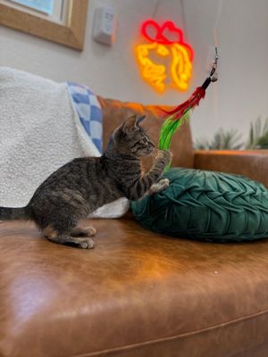 Dolly Purrton thumbnail 15