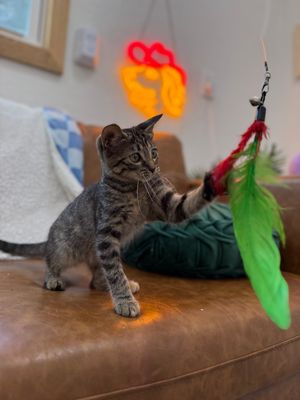 Dolly Purrton thumbnail 11