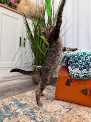 Dolly Purrton thumbnail 10