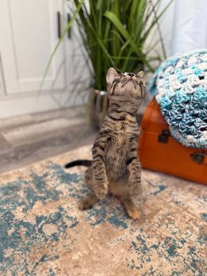 Dolly Purrton thumbnail 12