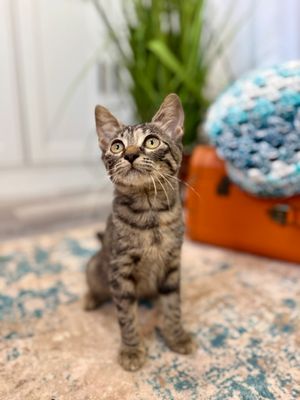 Dolly Purrton thumbnail 4