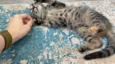 Dolly Purrton thumbnail 13