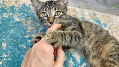 Dolly Purrton thumbnail 6
