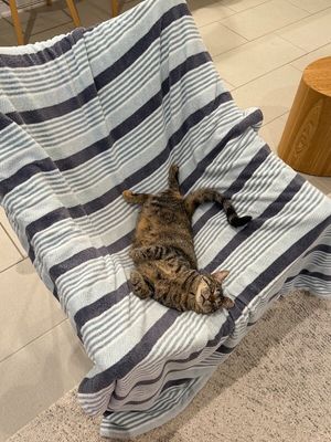Dolly Purrton thumbnail 7