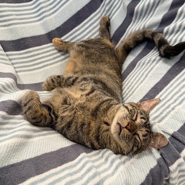 Dolly Purrton, a Domestic Short Hair cat