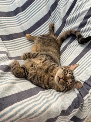 Dolly Purrton thumbnail 1