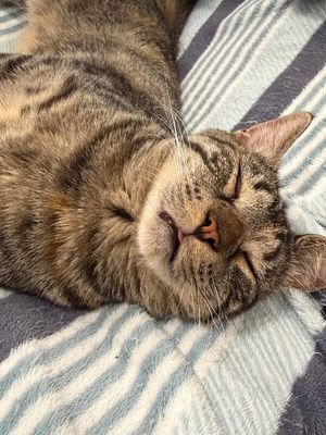 Dolly Purrton thumbnail 2
