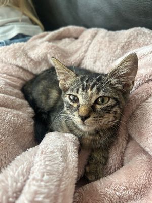 Dolly Purrton thumbnail 5