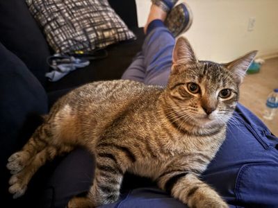 Camie the Gentle Gal thumbnail 2