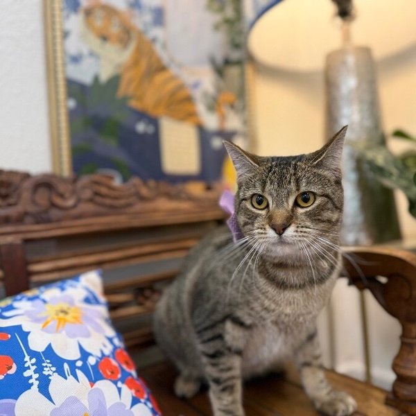 Camie the Gentle Gal, a Domestic Short Hair cat