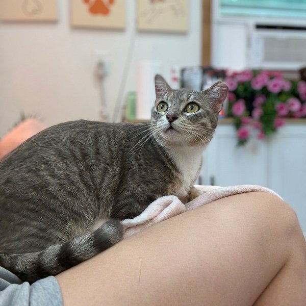 Angeli Merary, a Domestic Short Hair cat