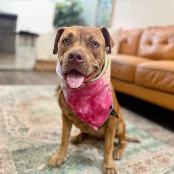Dolly Lolly the Lovable Snuggle Queen, a American Pit Bull Terrier dog