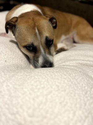 Chanel Belle Your Bestie for Life thumbnail 15