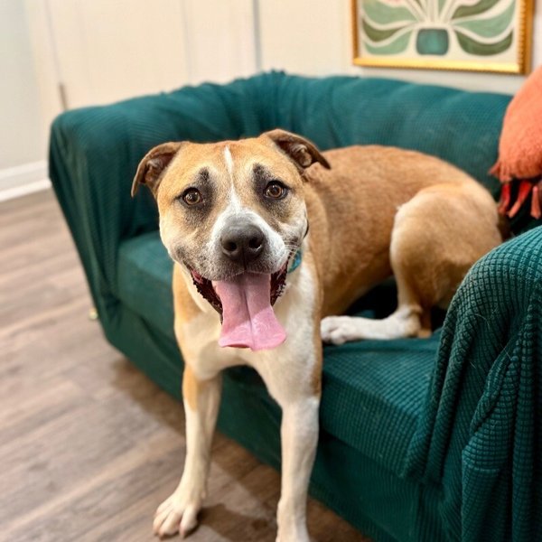 Chanel Belle Your Bestie for Life, a Pit Bull Terrier dog