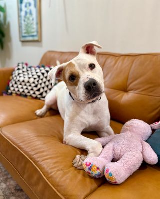 Cyrus Cuddles the Easy Breezy Love Bug thumbnail 6