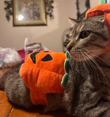 Kitty Kat Candy thumbnail 5