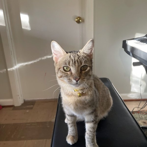 Lolli Pop Candy, a Domestic Short Hair cat
