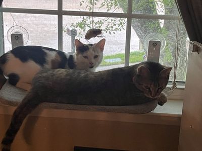 Candy Cane thumbnail 6