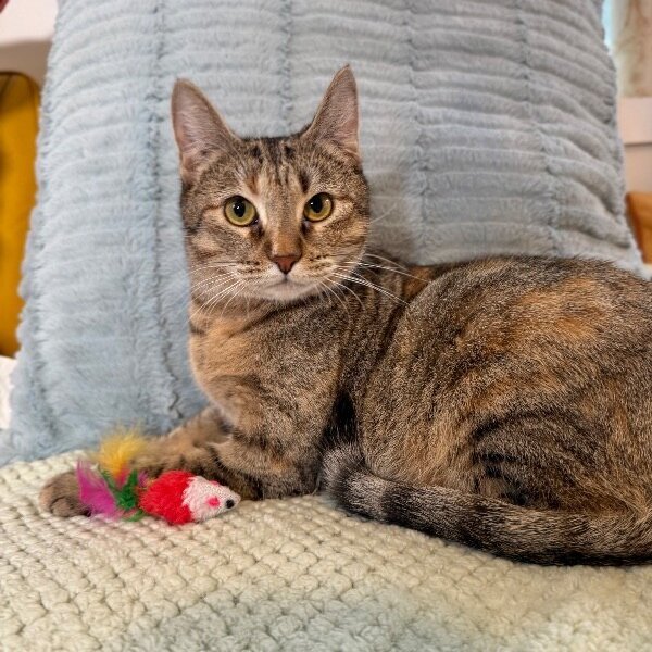 Candy Cane, a Tabby cat