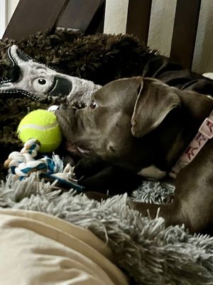 Thea Pretty Baby Loves Her Humans thumbnail 7