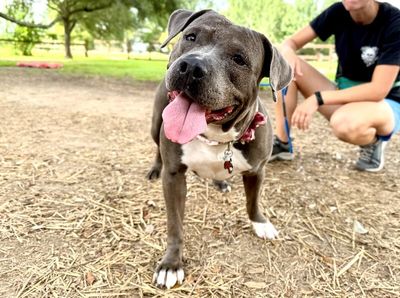 Thea Pretty Baby Loves Her Humans thumbnail 10