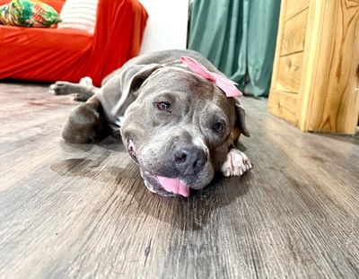 Thea Pretty Baby Loves Her Humans thumbnail 9
