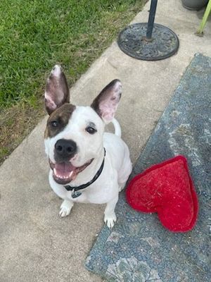 Diesel Donut the Happiest Wiggle Butt Around thumbnail 11