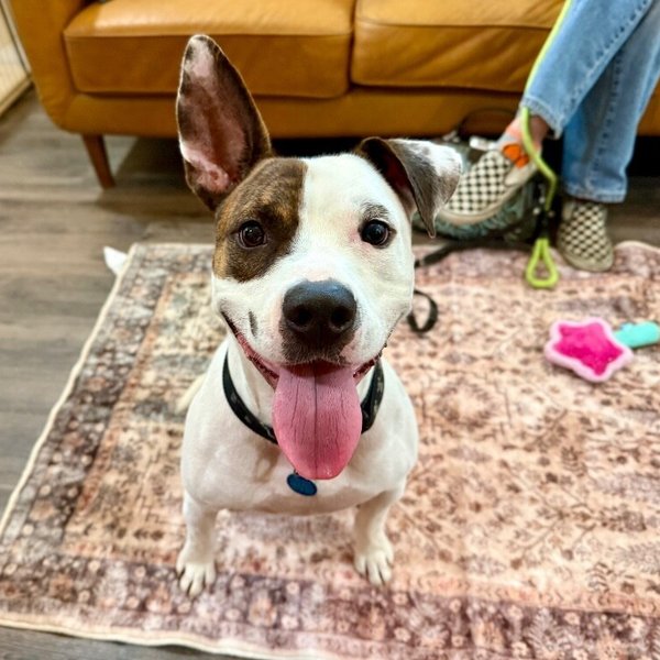 Diesel Donut the Happiest Wiggle Butt Around, a Pit Bull Terrier dog