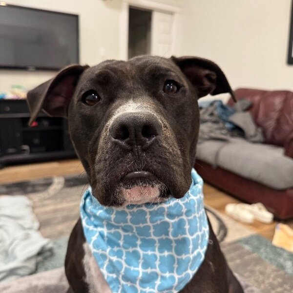 Tango the Tiny dancer, a American Staffordshire Terrier dog