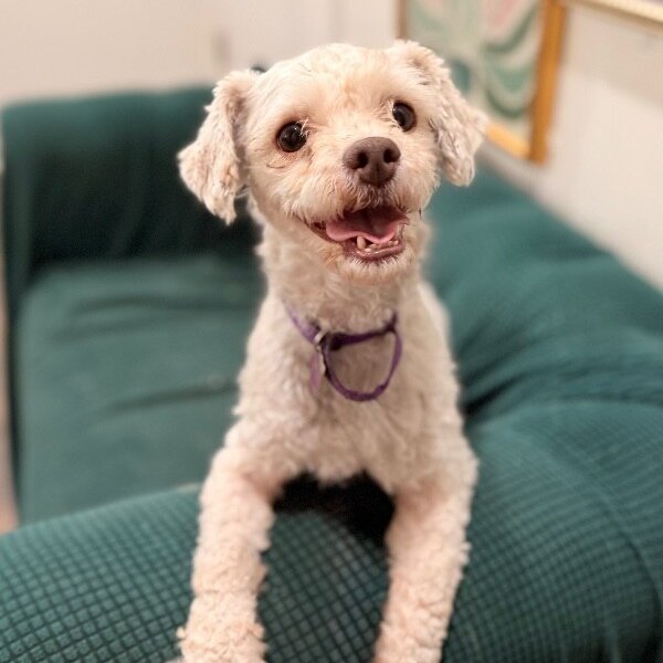 Chino Love, a Maltese dog