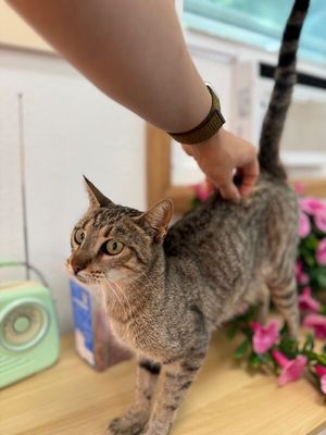 Buttercup Alvin thumbnail 13
