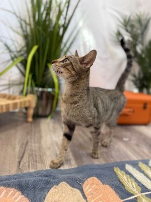 Buttercup Alvin thumbnail 11