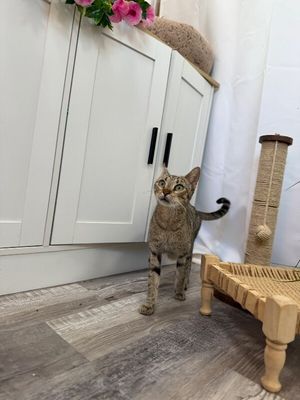 Buttercup Alvin thumbnail 15