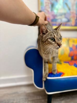 Buttercup Alvin thumbnail 5